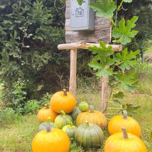 Ein Holzschild, an welchem sich eine grüne Pflanze rankt. An dem Schild hängt ein Briefkasten aus Metall. Unter dem Schild liegen viele grüne und gelbe Kürbisse verschiedenster Größen. Im Hintergurnd befinden Sich Tannenbäume.
