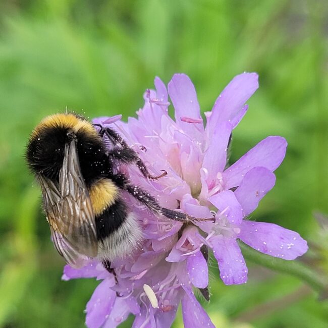 Eine gelb-schwarze Hummel auf einer lila Blüte sitzend.