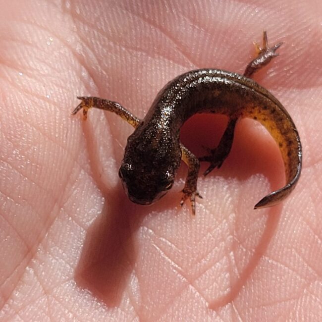 Ein brauner Teichmolch sitzend auf einer Hand.