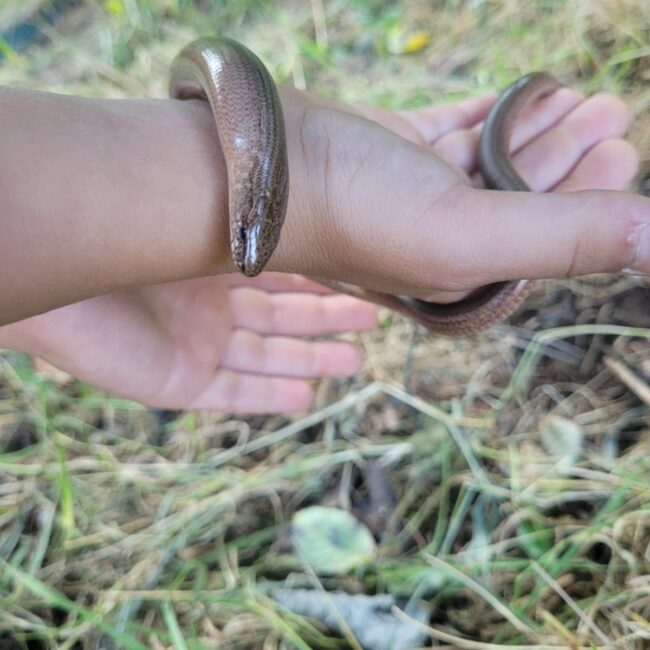 Blindschleiche, welche sich um eine Hand schlängelt.