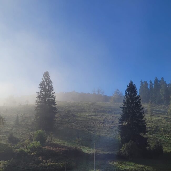 Ein Berg mit großen grünen Tannen und einem strahlend blauen Himmel.