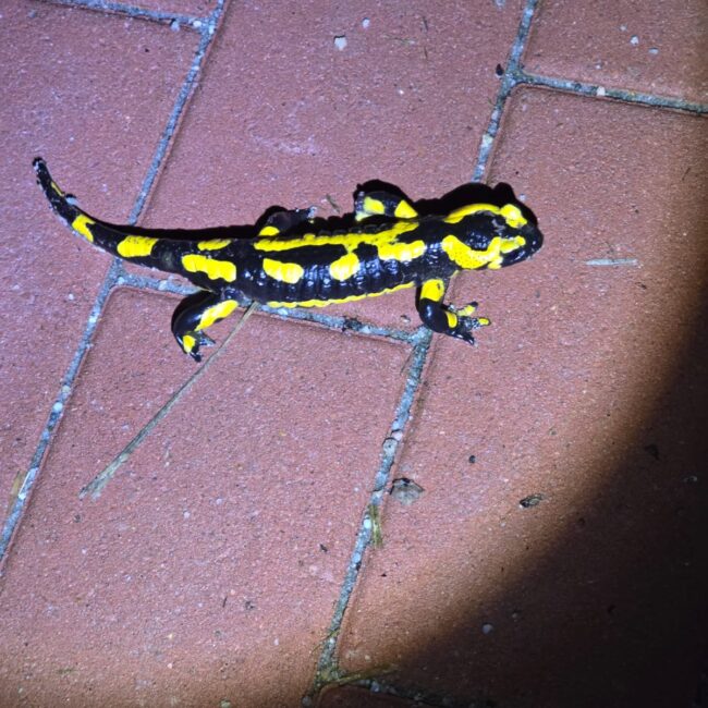 Schwarzer Feuersalamander mit leuchtend gelben Flecken sitzend auf roten Backsteinen.