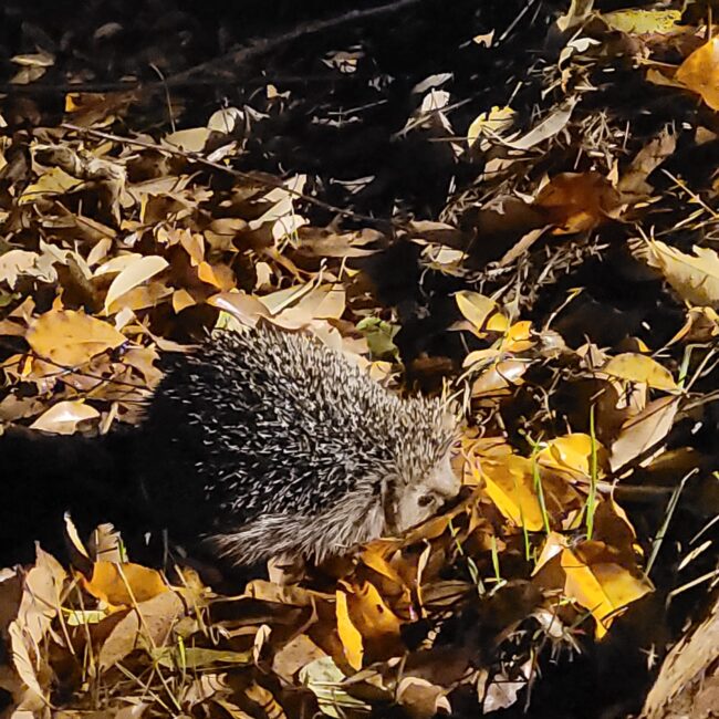 Kleinohrigel sitzend in gelben Laub.